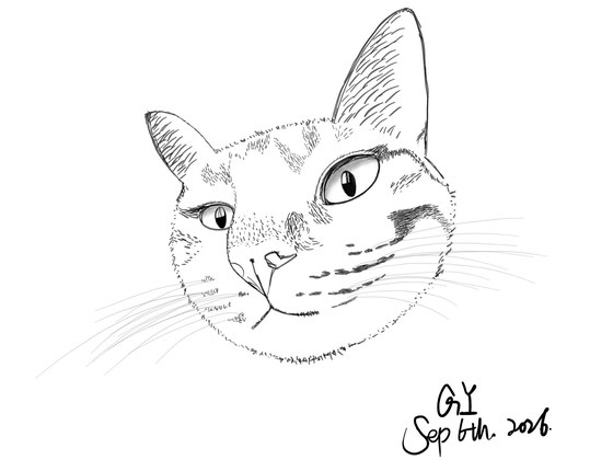 cat